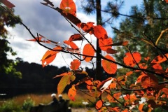 2.-Ada-van-Roij-IMG_2302